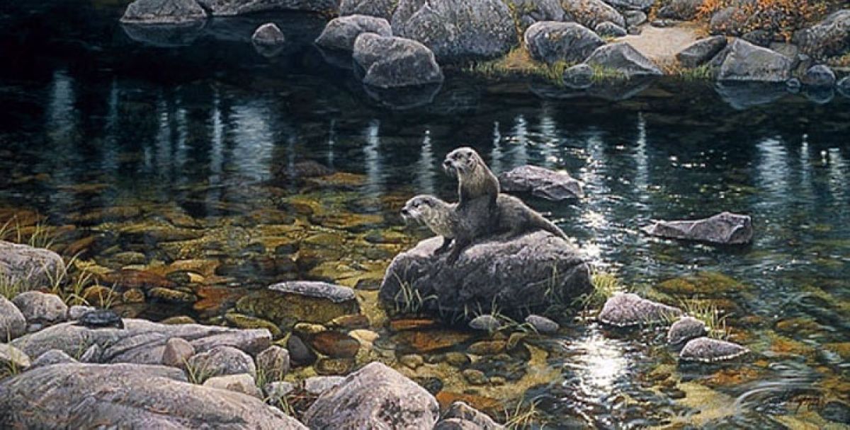 New Kid on The Rock